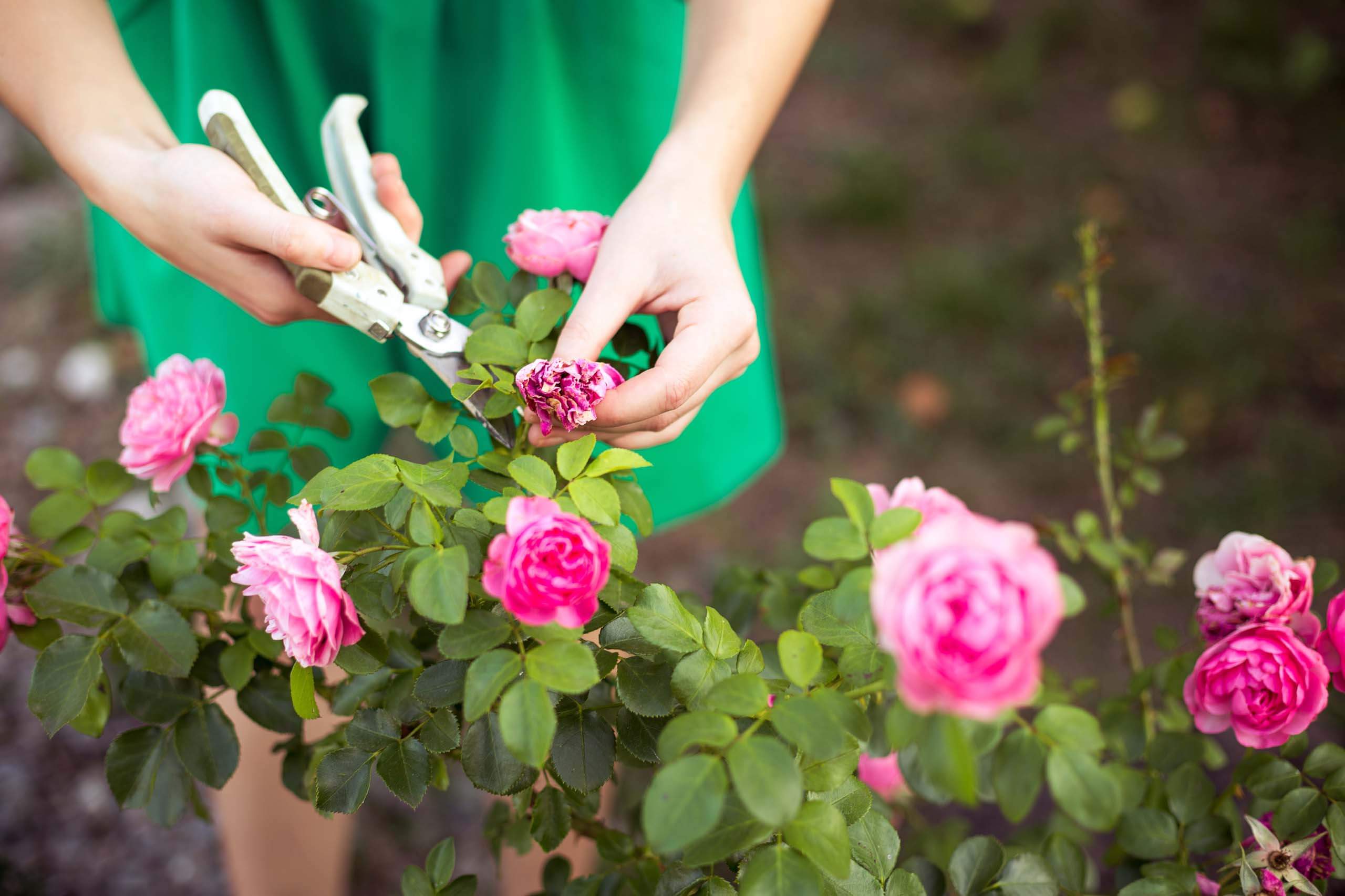 care of garden